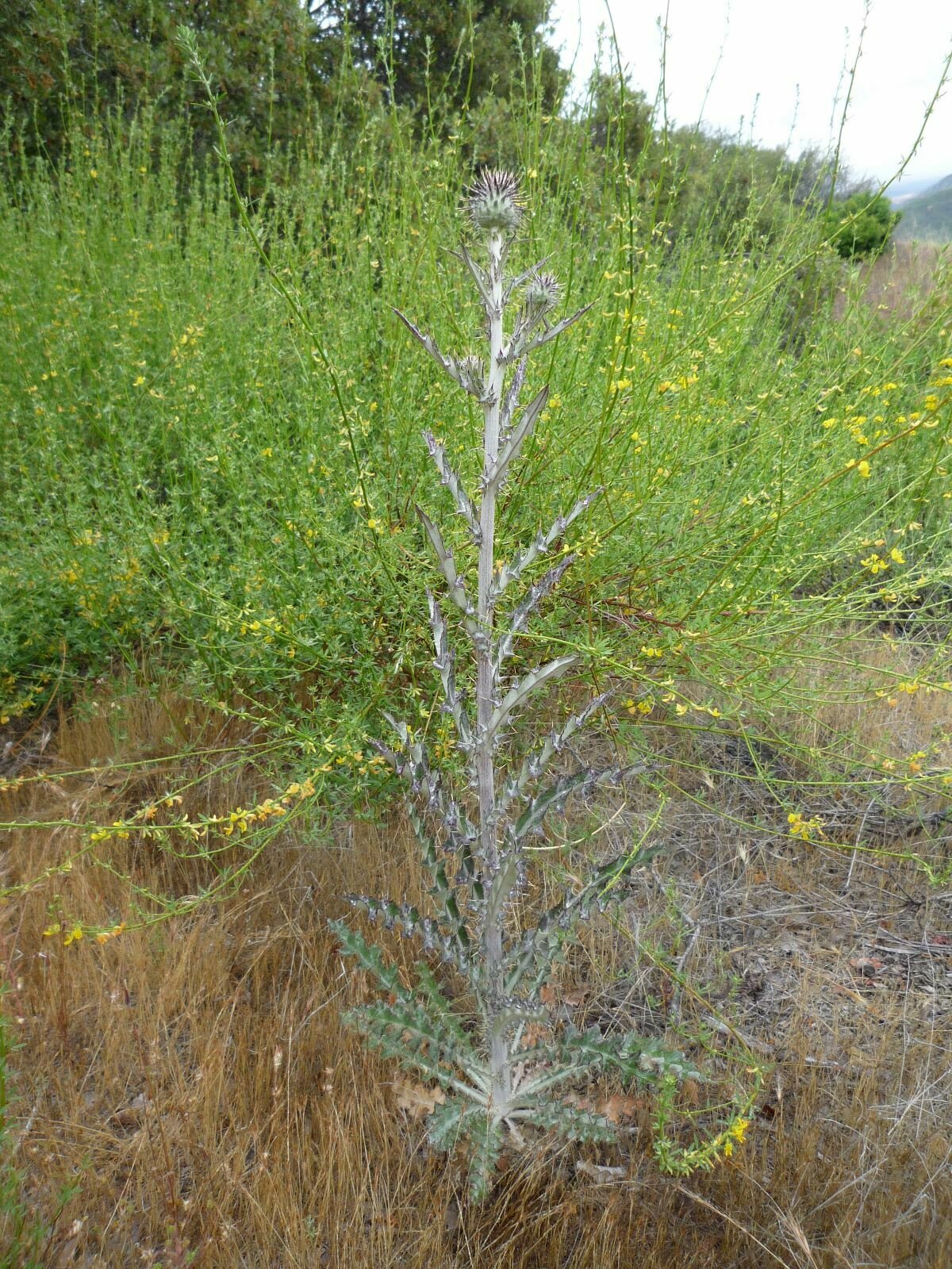 High Resolution Cirsium occidentale venustum Flower